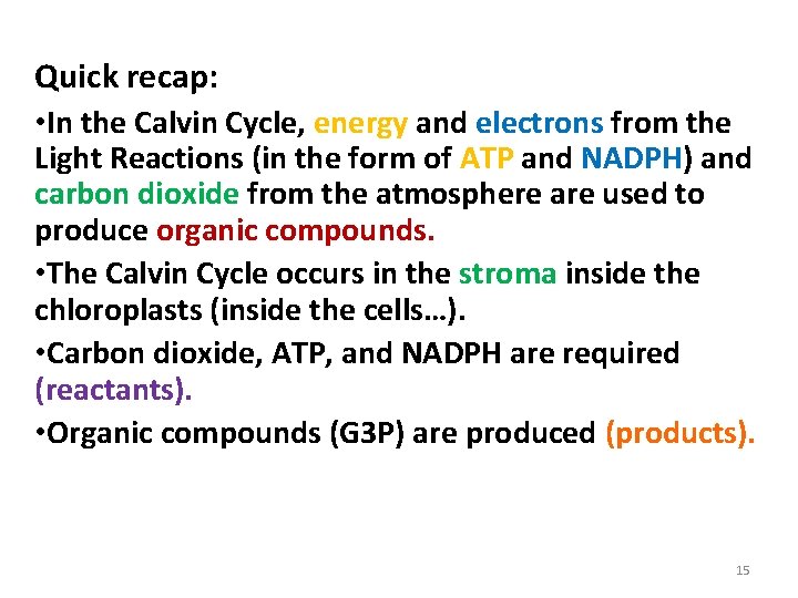 Phase 2: The Calvin Cycle Quick recap: • In the Calvin Cycle, energy and