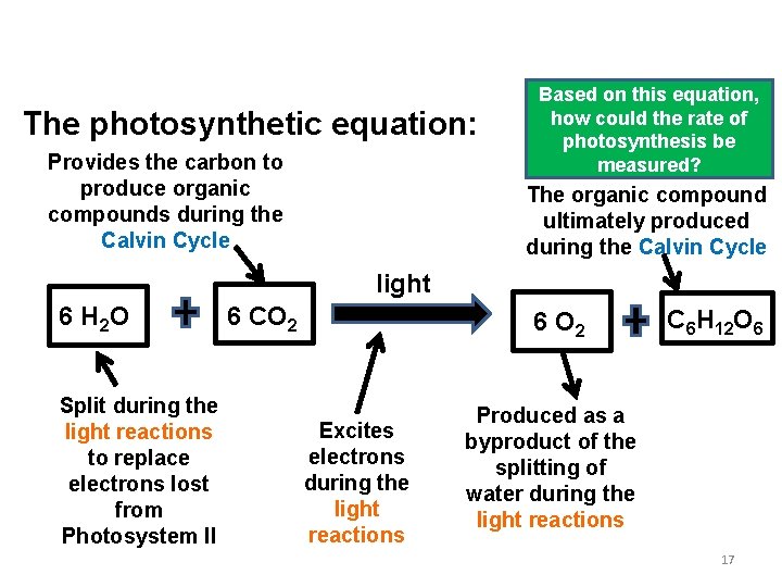 Photosynthesis: A Recap The photosynthetic equation: Provides the carbon to produce organic compounds during