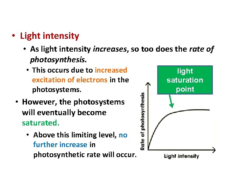 Environmental Factors & Photosynthesis • Light intensity • As light intensity increases, so too