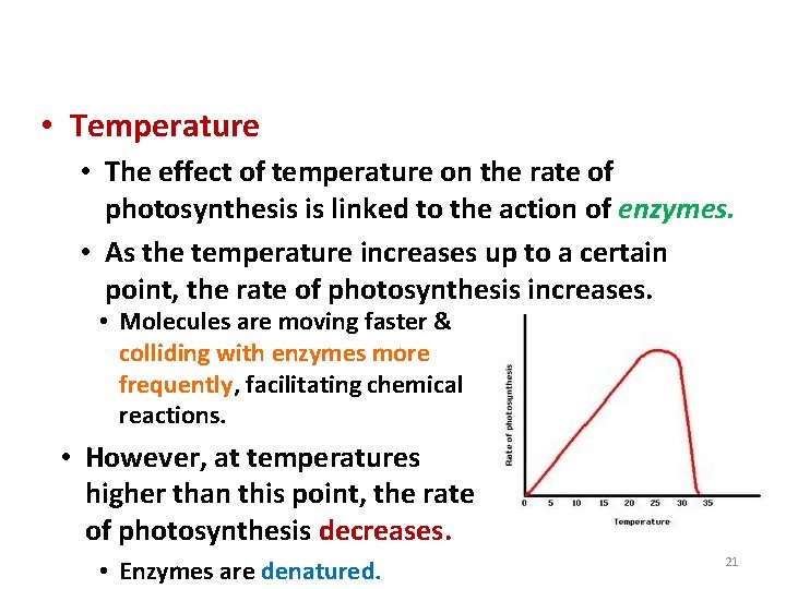 Environmental Factors & Photosynthesis • Temperature • The effect of temperature on the rate