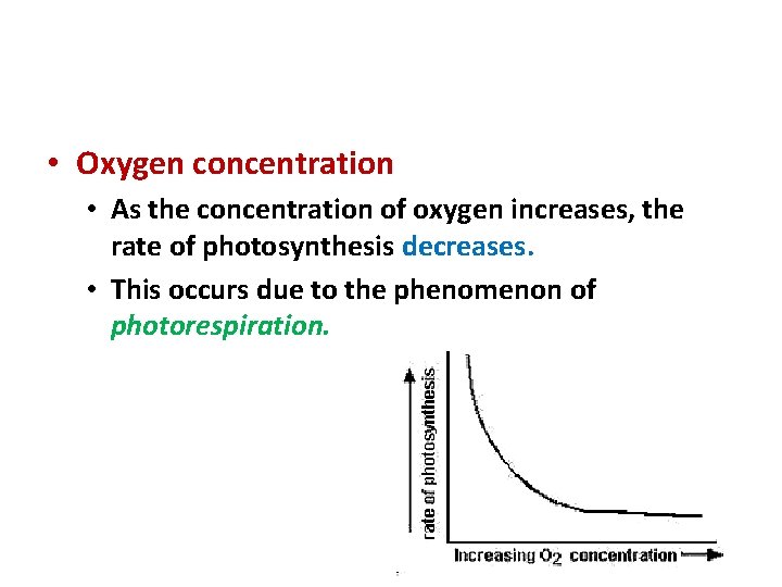 Environmental Factors & Photosynthesis • Oxygen concentration • As the concentration of oxygen increases,