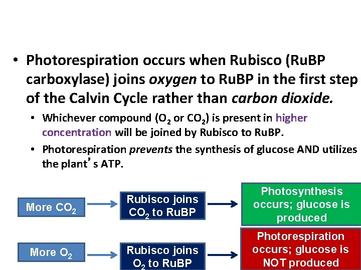 Photorespiration • Photorespiration occurs when Rubisco (Ru. BP carboxylase) joins oxygen to Ru. BP