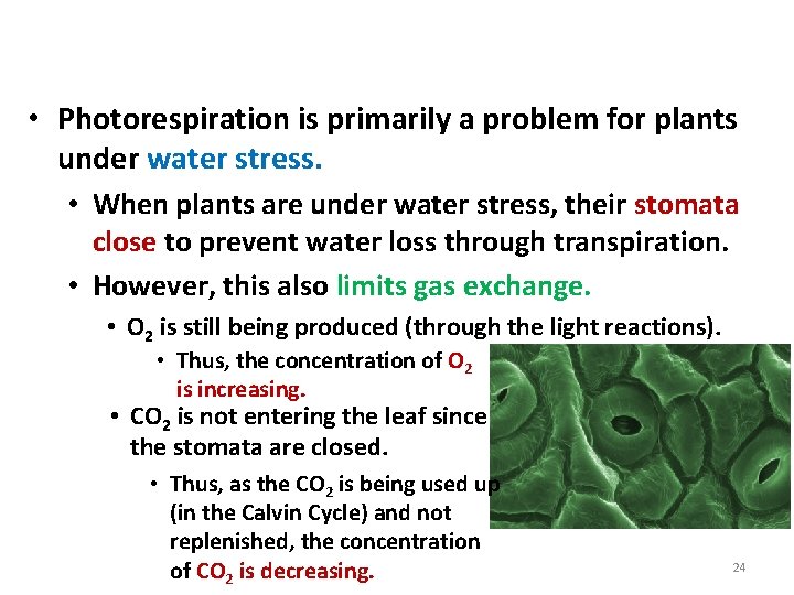 Photorespiration • Photorespiration is primarily a problem for plants under water stress. • When