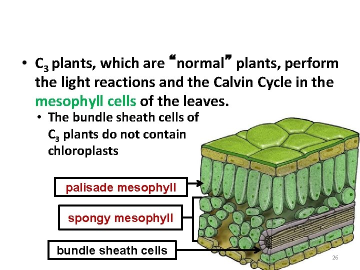 C 3 Plants • C 3 plants, which are “normal” plants, perform the light