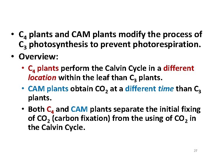 C 4 and CAM Plants • C 4 plants and CAM plants modify the