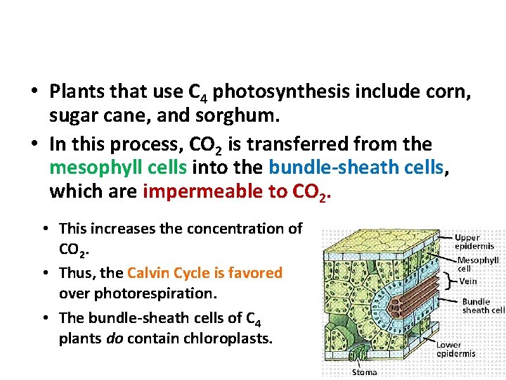 C 4 Plants: Preventing Photorespiration • Plants that use C 4 photosynthesis include corn,