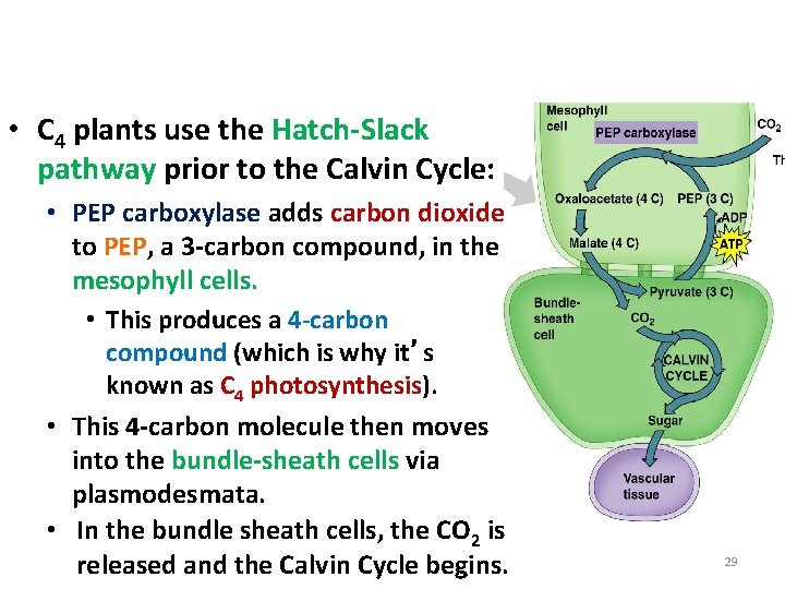 C 4 Plants: Preventing Photorespiration • C 4 plants use the Hatch-Slack pathway prior