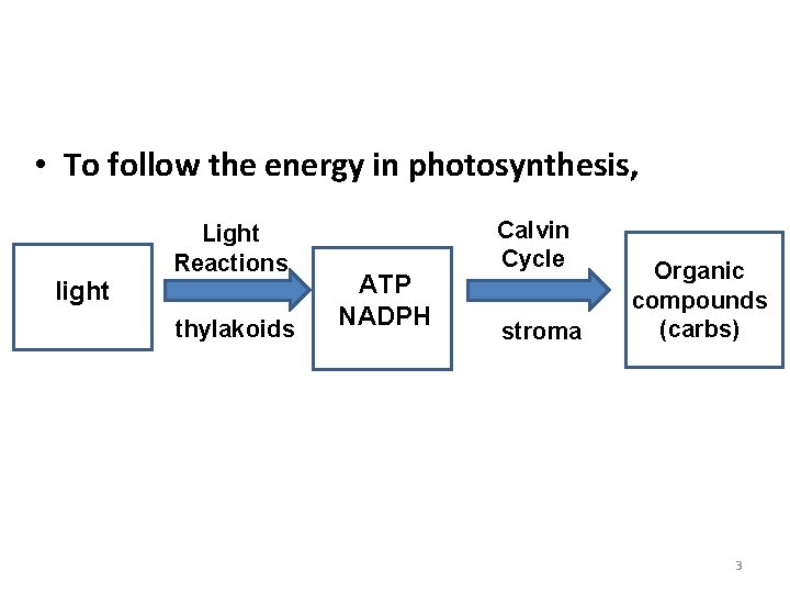 Photosynthesis: An Overview • To follow the energy in photosynthesis, Light Reactions light thylakoids