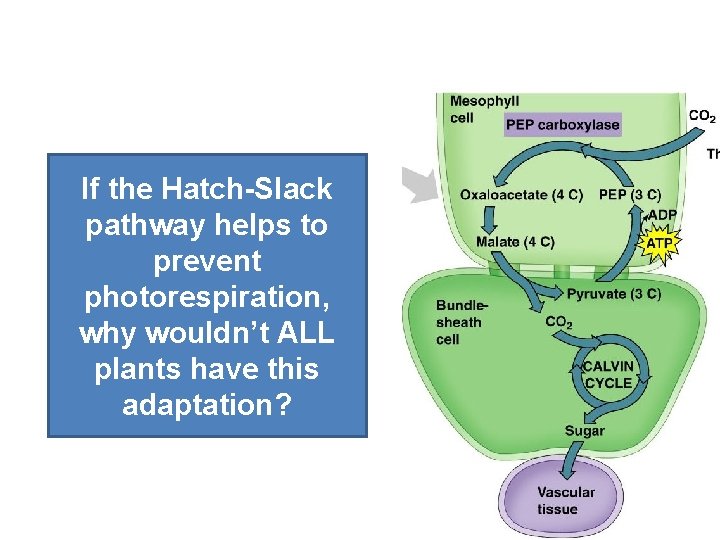 C 4 Plants: Preventing Photorespiration If the Hatch-Slack pathway helps to prevent photorespiration, why