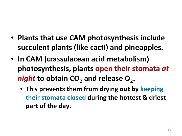 CAM Plants: Preventing Photorespiration • Plants that use CAM photosynthesis include succulent plants (like