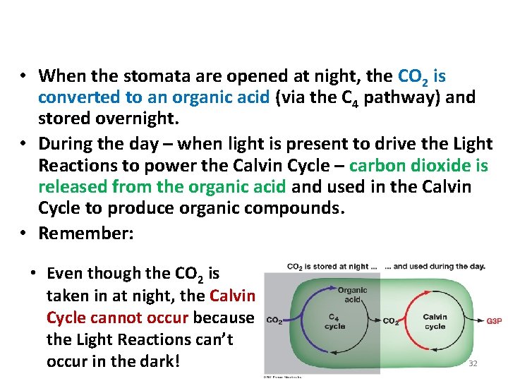 CAM Plants: Preventing Photorespiration • When the stomata are opened at night, the CO