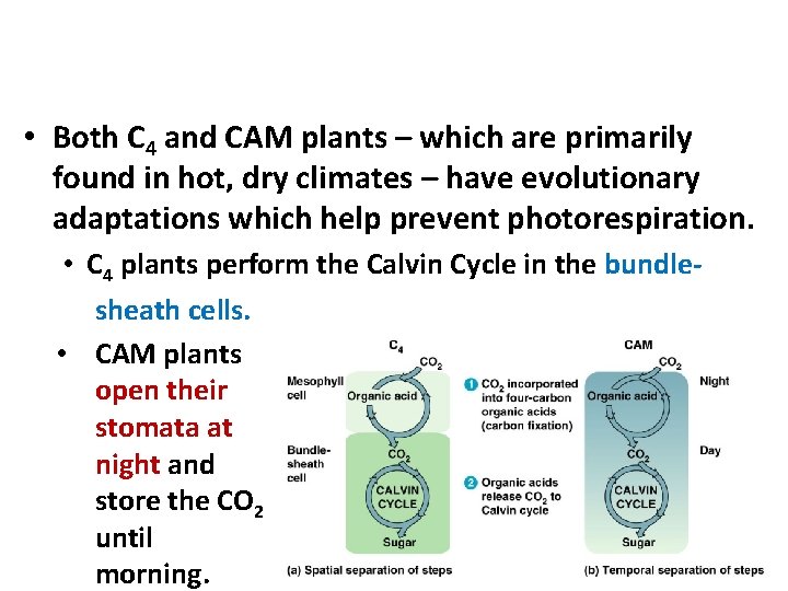 Avoiding Photorespiration • Both C 4 and CAM plants – which are primarily found