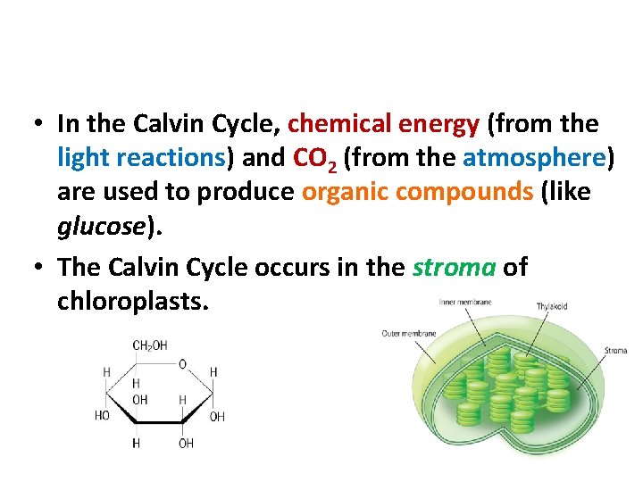 Phase 2: The Calvin Cycle • In the Calvin Cycle, chemical energy (from the