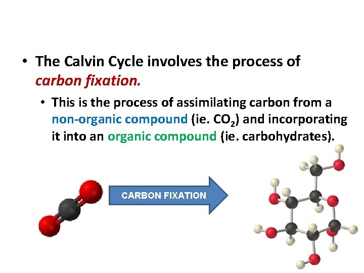 Phase 2: The Calvin Cycle • The Calvin Cycle involves the process of carbon