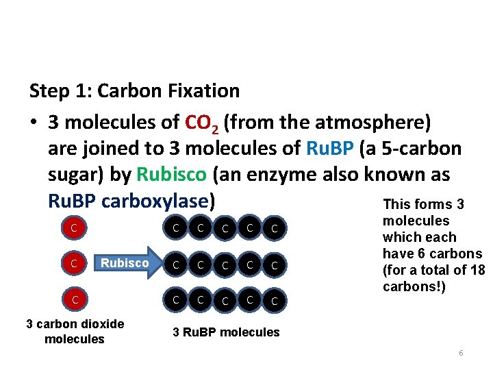 Phase 2: The Calvin Cycle Step 1: Carbon Fixation • 3 molecules of CO