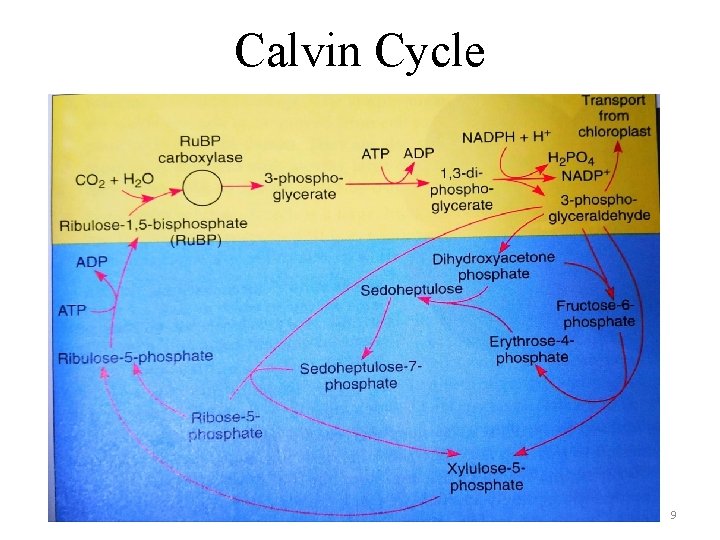 Calvin Cycle 9 