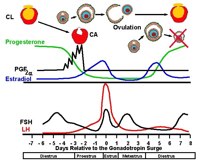 CL Ovulation CA Progesterone PGF 2 a Estradiol FSH LH -7 - 6 - CL Ovulation CA Progesterone PGF 2 a Estradiol FSH LH -7 - 6 -
