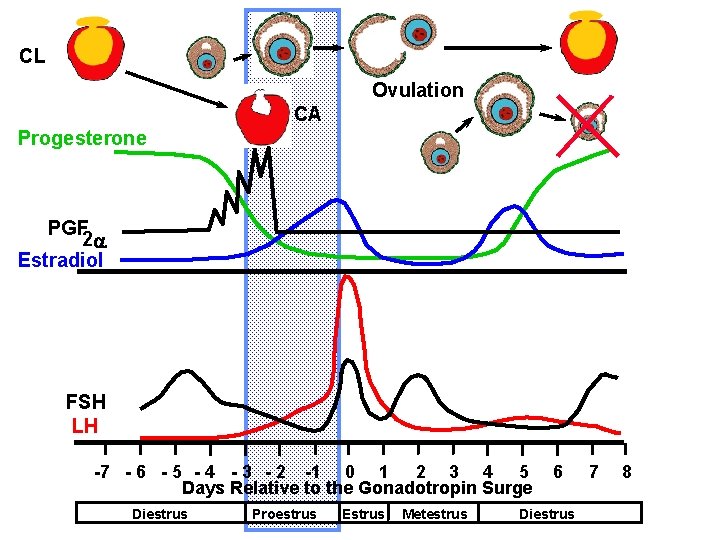 CL Ovulation CA Progesterone PGF 2 a Estradiol FSH LH -7 - 6 - CL Ovulation CA Progesterone PGF 2 a Estradiol FSH LH -7 - 6 -