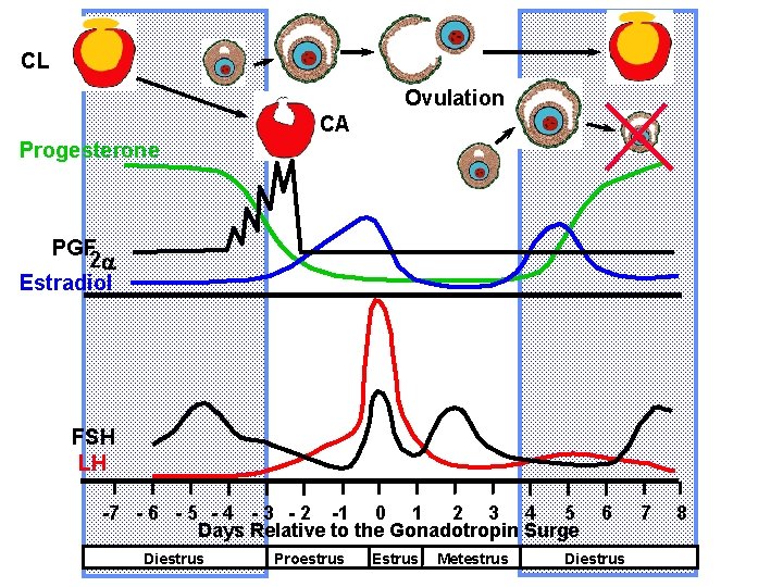 CL Ovulation CA Progesterone PGF 2 a Estradiol FSH LH -7 - 6 - CL Ovulation CA Progesterone PGF 2 a Estradiol FSH LH -7 - 6 -