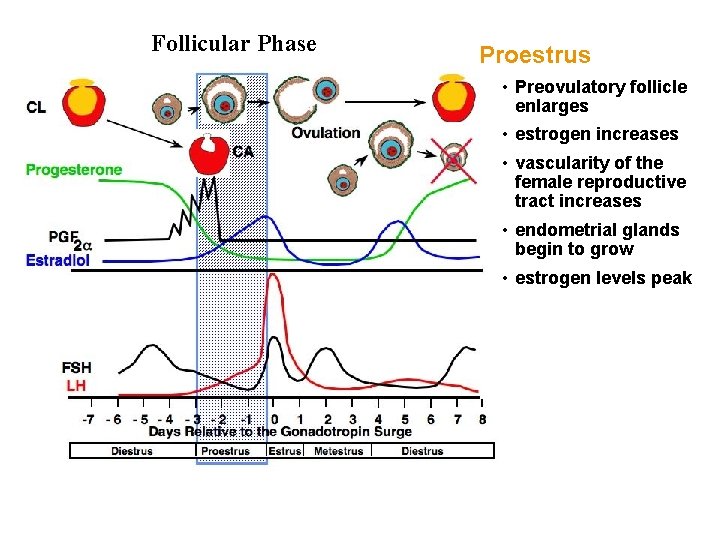 Follicular Phase Proestrus • Preovulatory follicle enlarges • estrogen increases • vascularity of the Follicular Phase Proestrus • Preovulatory follicle enlarges • estrogen increases • vascularity of the