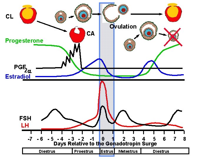 CL Ovulation CA Progesterone PGF 2 a Estradiol FSH LH -7 - 6 - CL Ovulation CA Progesterone PGF 2 a Estradiol FSH LH -7 - 6 -