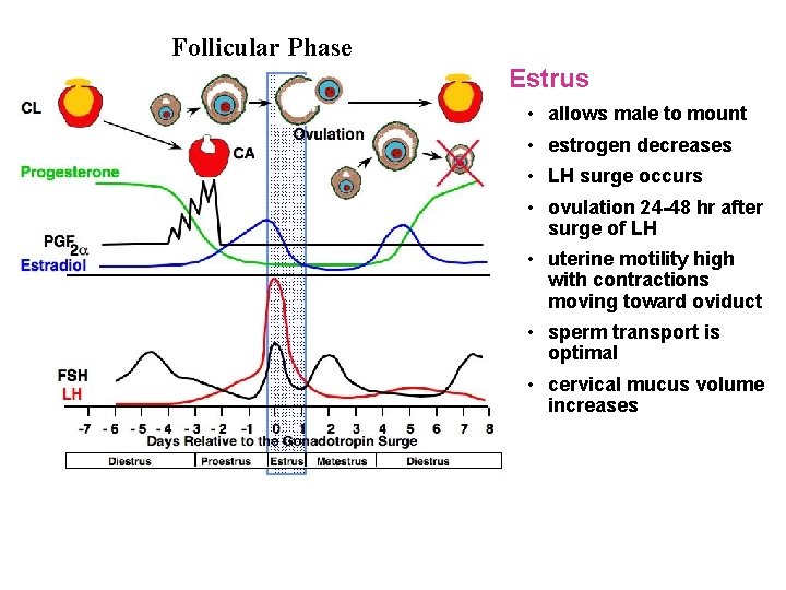 Follicular Phase Estrus • allows male to mount • estrogen decreases • LH surge Follicular Phase Estrus • allows male to mount • estrogen decreases • LH surge