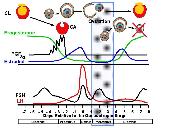 CL Ovulation CA Progesterone PGF 2 a Estradiol FSH LH -7 - 6 - CL Ovulation CA Progesterone PGF 2 a Estradiol FSH LH -7 - 6 -