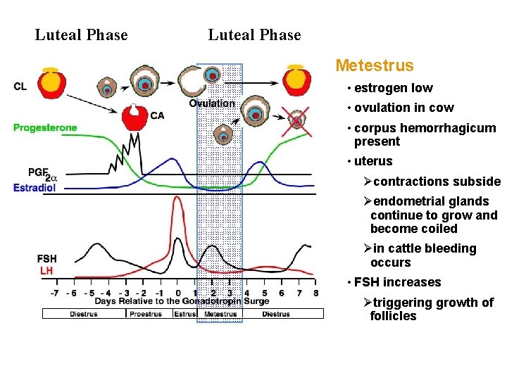Luteal Phase Metestrus • estrogen low • ovulation in cow • corpus hemorrhagicum present Luteal Phase Metestrus • estrogen low • ovulation in cow • corpus hemorrhagicum present