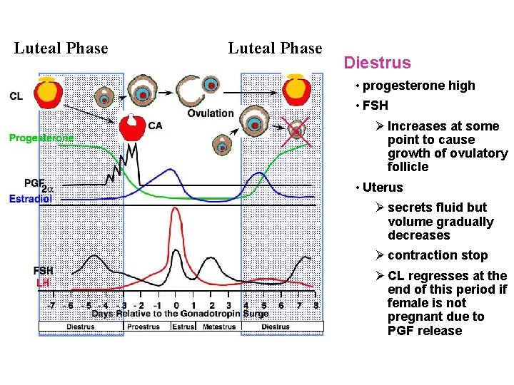 Luteal Phase Diestrus • progesterone high • FSH Ø Increases at some point to Luteal Phase Diestrus • progesterone high • FSH Ø Increases at some point to