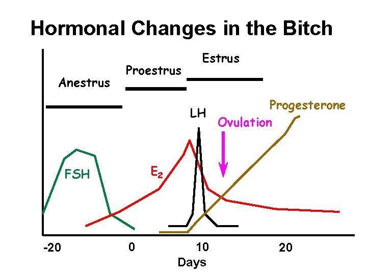 Hormonal Changes in the Bitch Anestrus Proestrus Estrus Progesterone LH Ovulation E 2 FSH Hormonal Changes in the Bitch Anestrus Proestrus Estrus Progesterone LH Ovulation E 2 FSH