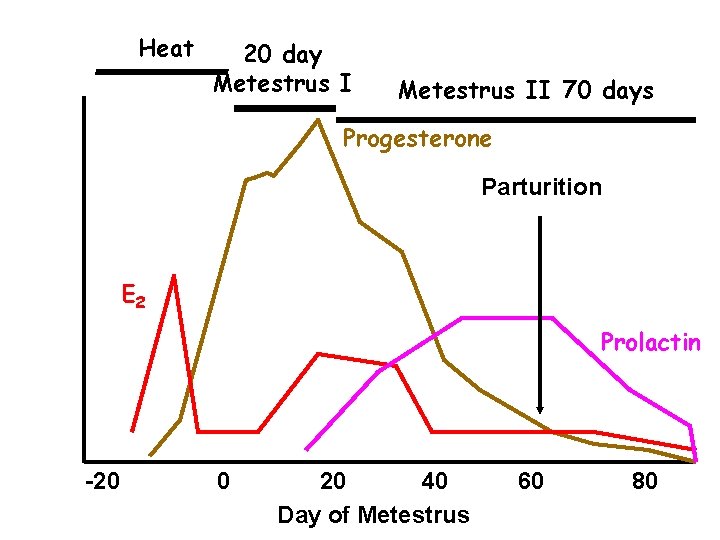 Heat 20 day Metestrus II 70 days Progesterone Parturition E 2 Prolactin -20 0 Heat 20 day Metestrus II 70 days Progesterone Parturition E 2 Prolactin -20 0