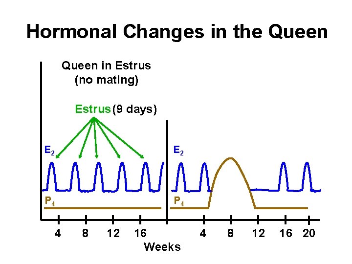 Hormonal Changes in the Queen in Estrus (no mating) Estrus (9 days) E 2 Hormonal Changes in the Queen in Estrus (no mating) Estrus (9 days) E 2