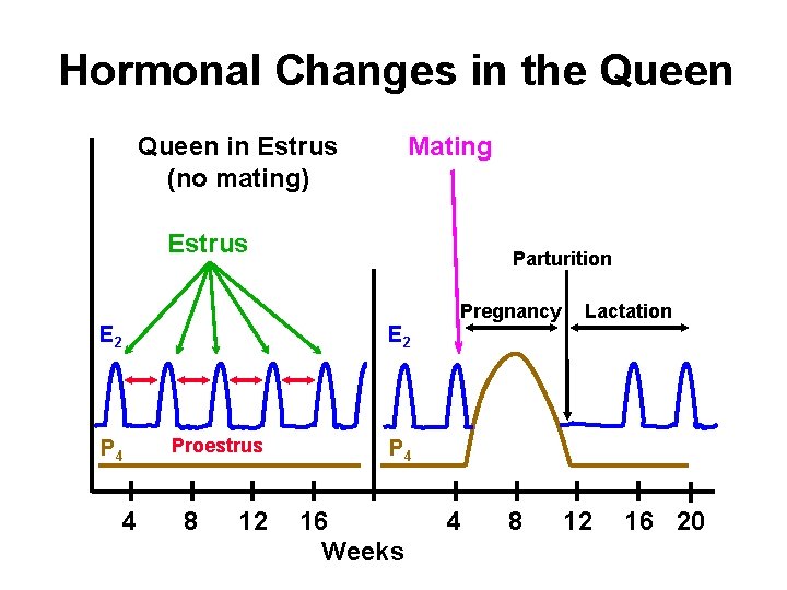 Hormonal Changes in the Queen in Estrus (no mating) Mating Estrus E 2 P Hormonal Changes in the Queen in Estrus (no mating) Mating Estrus E 2 P