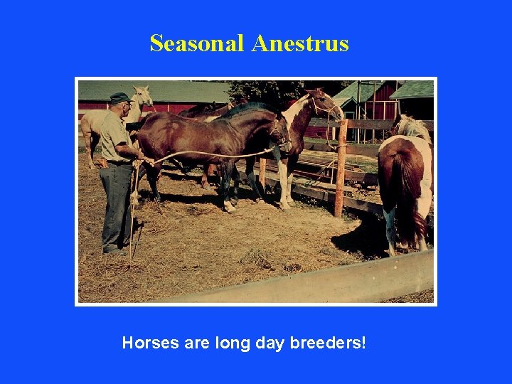 Seasonal Anestrus Horses are long day breeders! Seasonal Anestrus Horses are long day breeders!