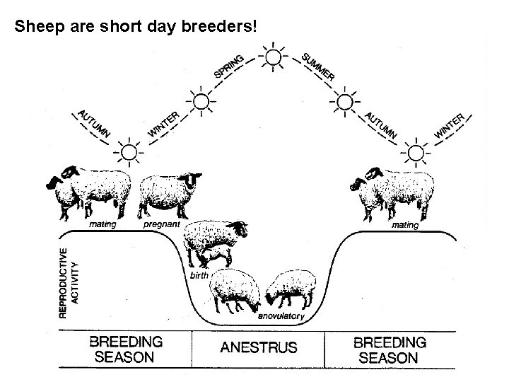 Sheep are short day breeders! Sheep are short day breeders!