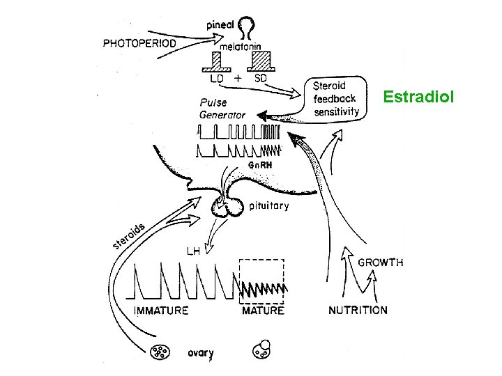 Estradiol Estradiol