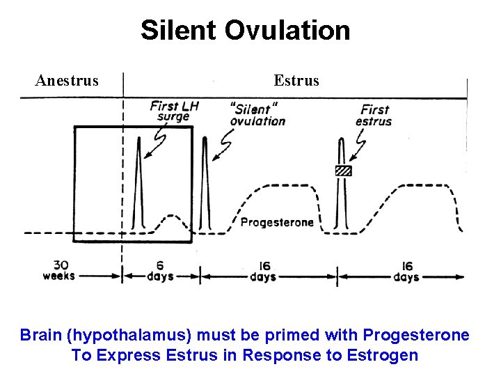 Silent Ovulation Anestrus Estrus Brain (hypothalamus) must be primed with Progesterone To Express Estrus Silent Ovulation Anestrus Estrus Brain (hypothalamus) must be primed with Progesterone To Express Estrus