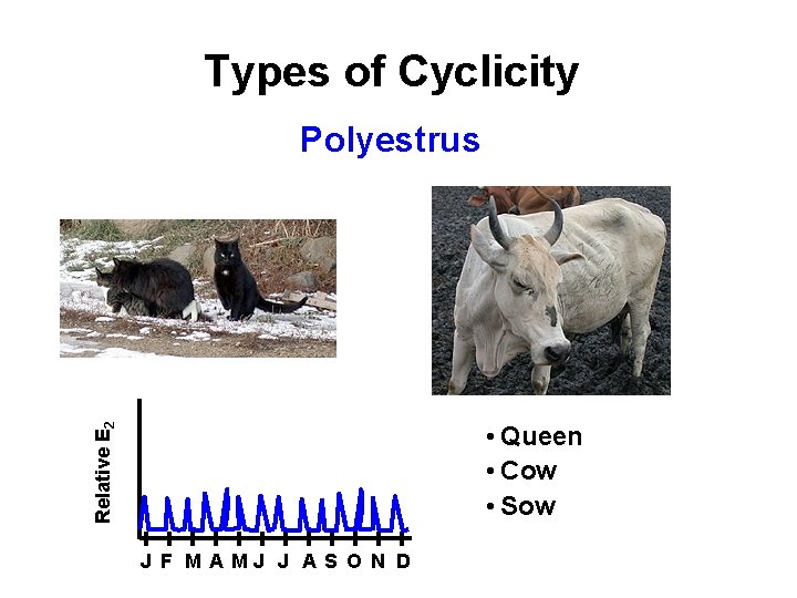 Types of Cyclicity Polyestrus Relative E 2 • Queen • Cow • Sow J Types of Cyclicity Polyestrus Relative E 2 • Queen • Cow • Sow J