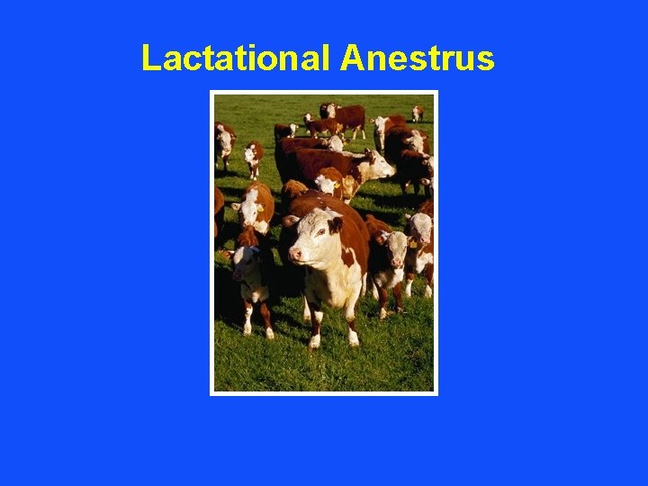 Lactational Anestrus Lactational Anestrus
