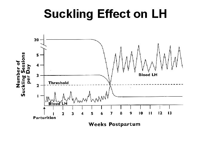 Suckling Effect on LH Suckling Effect on LH
