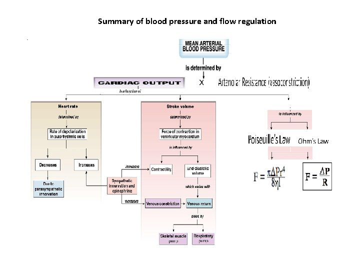 Summary of blood pressure and flow regulation 