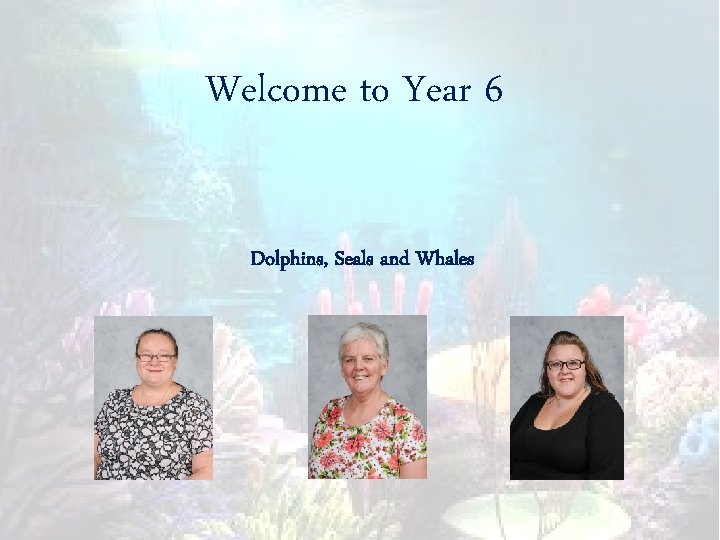 Welcome to Year 6 Dolphins, Seals and Whales 