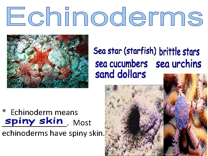 * Echinoderm means ________. Most echinoderms have spiny skin. 