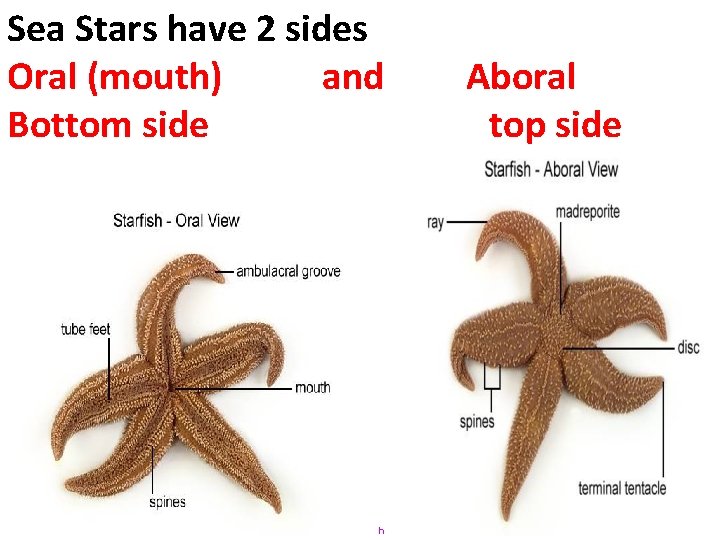 Sea Stars have 2 sides Oral (mouth) and Bottom side Aboral top side http: