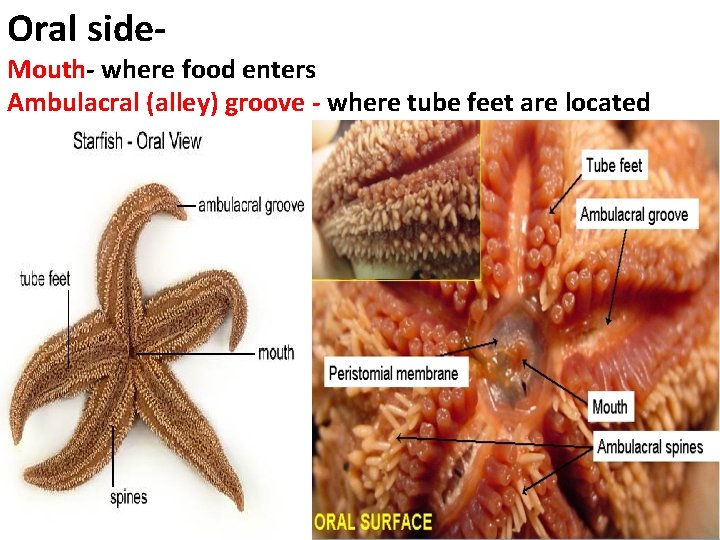 Oral side- Mouth- where food enters Ambulacral (alley) groove - where tube feet are