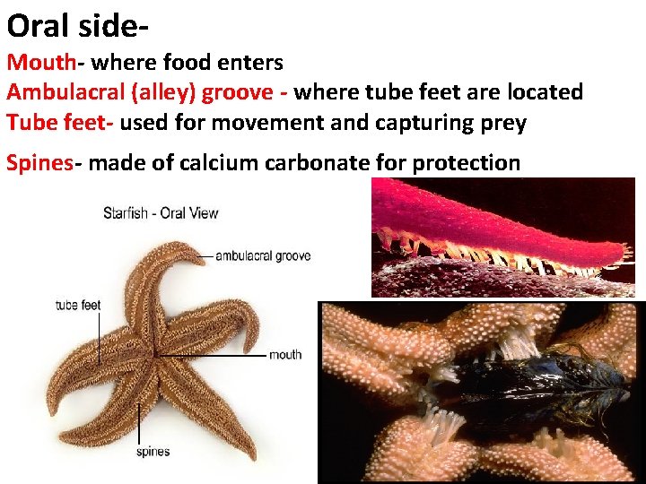 Oral side- Mouth- where food enters Ambulacral (alley) groove - where tube feet are