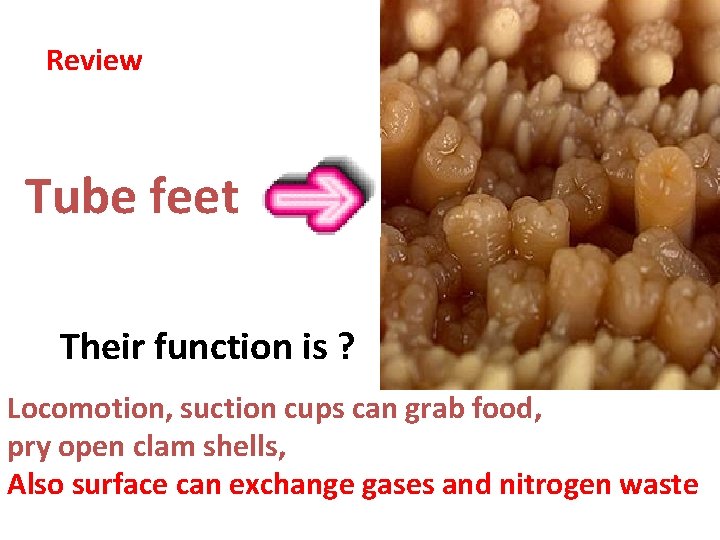 Review Tube feet Their function is ? Locomotion, suction cups can grab food, pry
