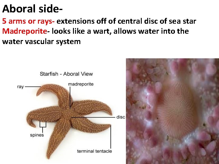 Aboral side- 5 arms or rays- extensions off of central disc of sea star