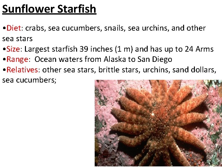Sunflower Starfish • Diet: crabs, sea cucumbers, snails, sea urchins, and other sea stars