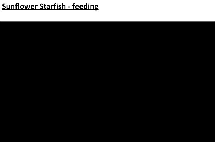 Sunflower Starfish - feeding 